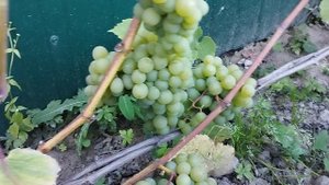 3 сентября виноград ананасный ранний в Брянске