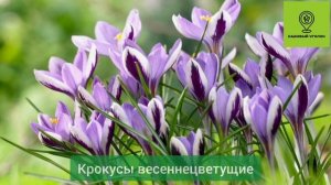 в продаже луковицы цветов