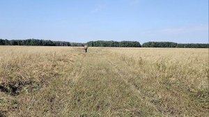 Жвп Бердянская жатка, валит зерносмесь