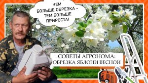 Советы АГРОНОМА для начинающих: Обрезка яблони весной