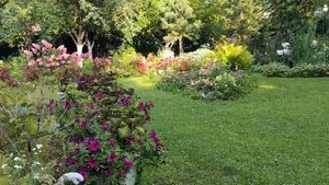 Колеусы.Цветы на даче #колеусы#комнатные растения#многолетние растения#сад#дача