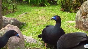 Болотный кракс Chamaepetes unicolor