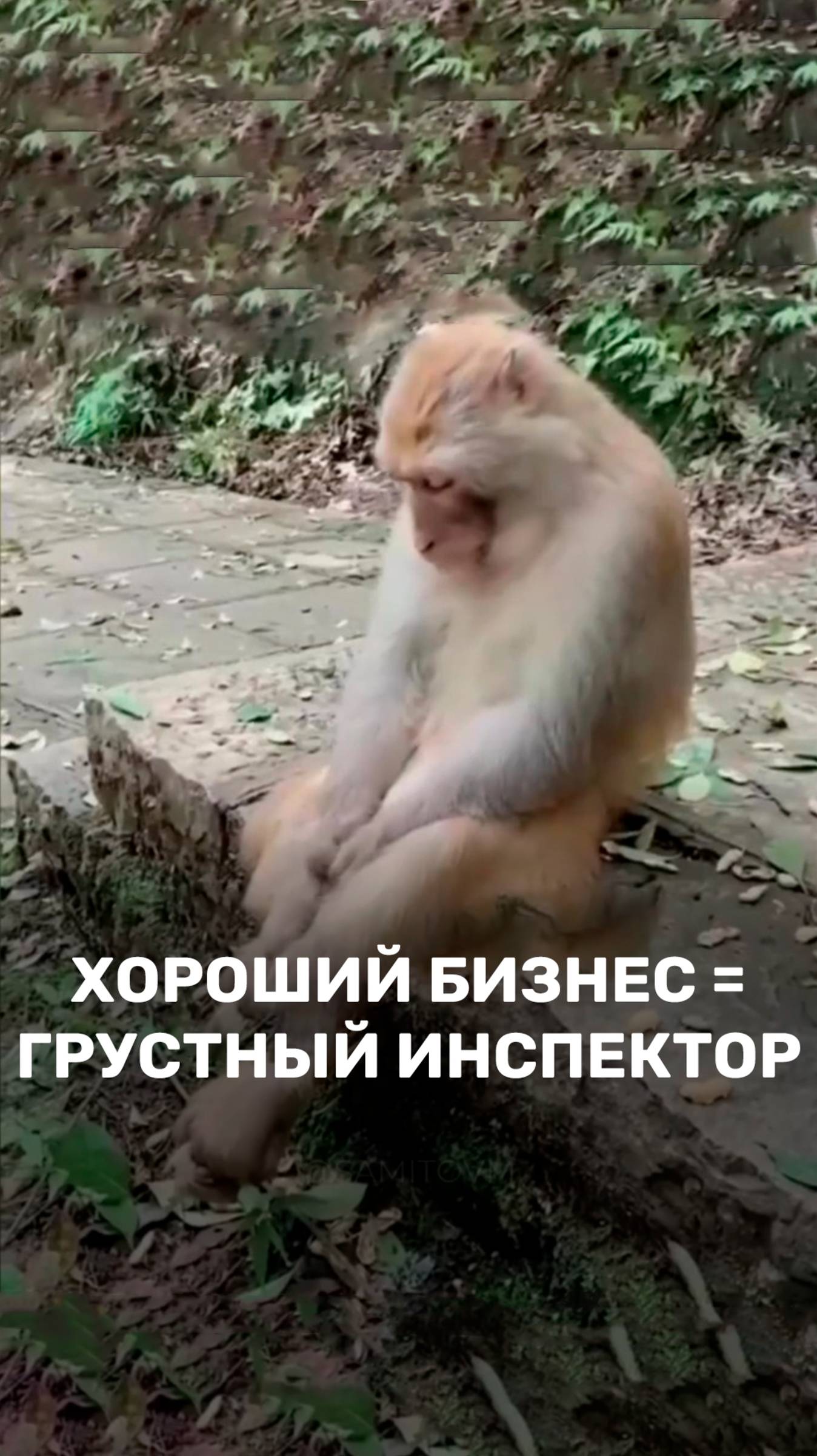 Хороший бизнес = грустный инспектор 😒 смотреть онлайн