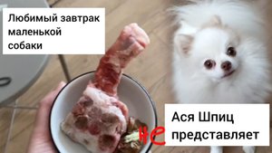 Чем кормить шпица? Любимый завтрак маленькой собаки
