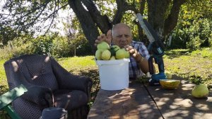 Антоновка#Моченые яблоки#сучкорез#🍏🍏🍏