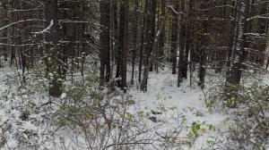 В изоляции 8 сезон 8 серия «Гризли» (документальный сериал, 2021)