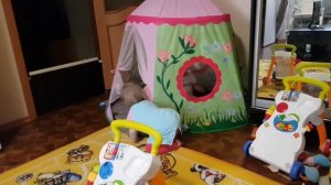 11 сентября 2017 г.