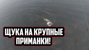 Ловля щуки на большые приманки! Щука на воблер от SALMO sweeper 12!