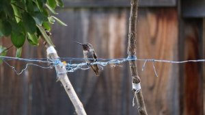 13891236_1920_1080_60fps