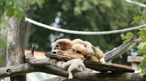 15945-267503928_small