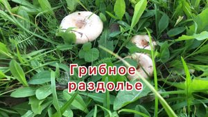 Грибное раздолье