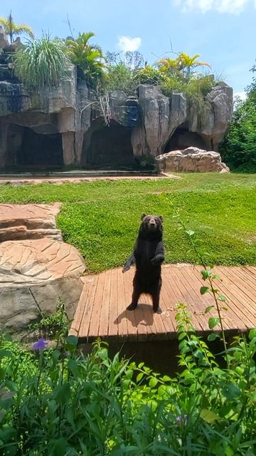 Мишка-артист