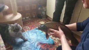 Макс и карп Апрель 2019