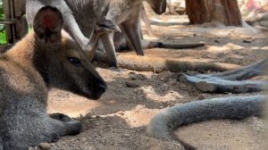 175009-852541256_small