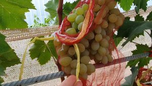 Виноград V-6-4-2