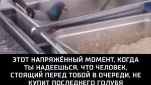Это мой голубь не покупайте ! Мемозг 3