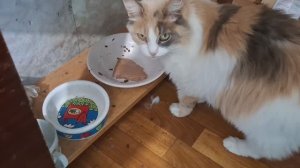 02.09.2025 первое видео на Samsung A55.