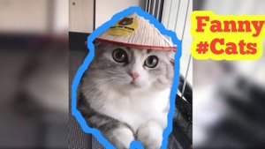 Лучшая подборка смешных кошек 😂🤣кошачьи розыгрыши -  (ПОДБОРКА №7) 😍 😂 🐱