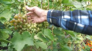 Виноградная мечта Юрия Юрова