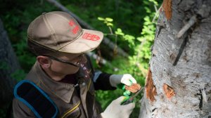 Конференция «Защита леса – защита будущего»: новации для природы