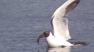 Чайка поймала большую рыбу / Богатый улов