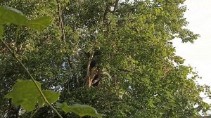 Спиливаем липу