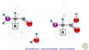 Белки: образование пептидной связи