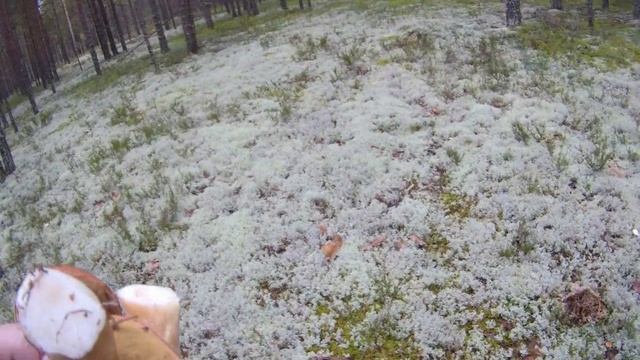 Грибы не перестают удивлять!!! смотреть онлайн