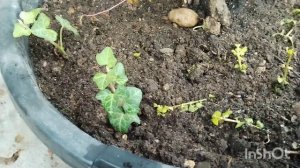 Потерялась во времени. Пересадка гортензий и других растений. Жизнь на юге.