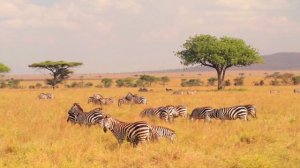 70859-536317053_medium