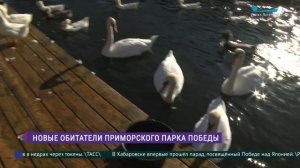 Пополнение в птичьем семействе Приморского парка Победы