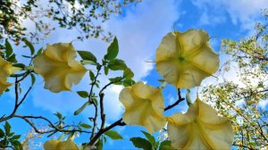 Песенная Медитация 03.09.2025