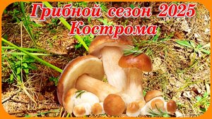Грибные места Костромской области сезон 2025