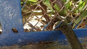 Во двор заползла анаконда