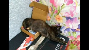 Кошка Изюм. Августовское удочерение.