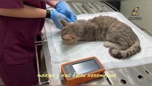 Как похорошел наш Фригли! Поддержать⬇️