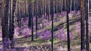 Душевная песня Багульник