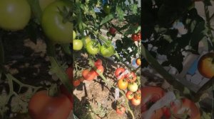 Стоит жара! Конец августа в огороде.