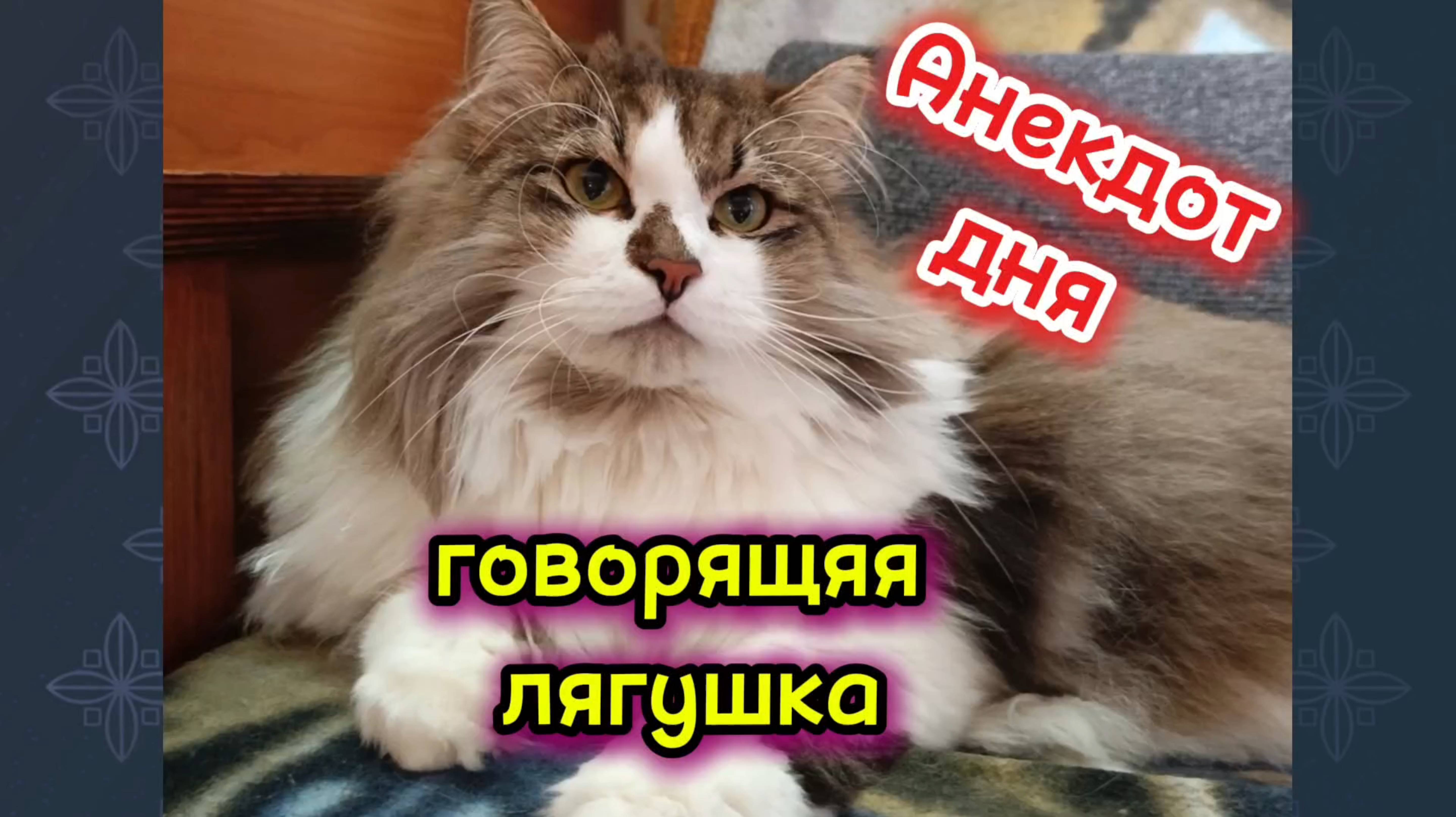 Анекдот дня про лягушку.