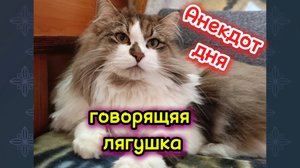 Анекдот дня про лягушку.