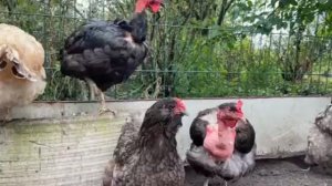 🐓🐓🦃🐓🐓🌿