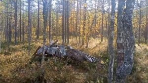 тропа муравейников.