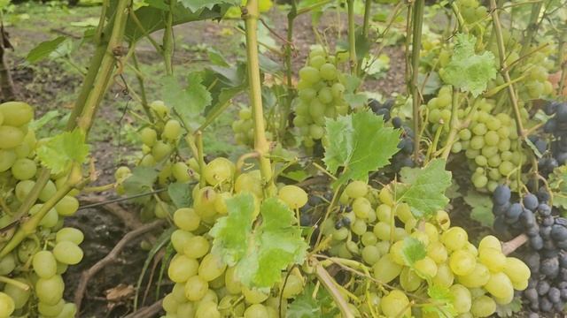 Виноград в Сибири. Виноградник Валерия Зотова, краткий обзор. Инжир и  Маракуя смотреть онлайн