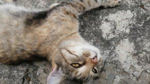 Короче говоря кошка