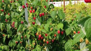 Малина Мапема на 30 июля 2021 г.