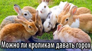 Можно ли кроликам давать горох и другие бобовые культуры