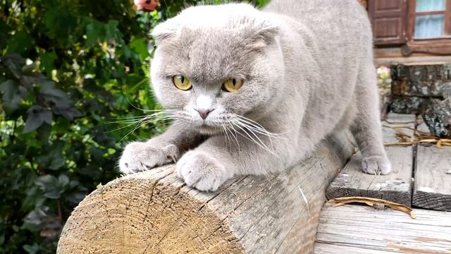 Шотландские вислоухие в деревне смотреть онлайн