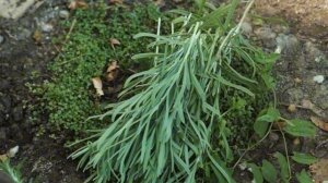 Тайные часы Земли: Как собирать травы, чтобы они делились силой. #травы #природа #польза #здоровье