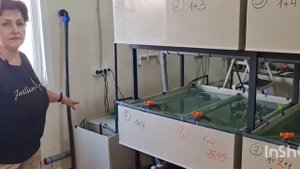 Креветочная ферма наших клиентов в Иркутске. Подведение итогов спустя год.