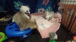 🥳Доброе утро от малышей Лучика и Звездочки!
Мальчишке продолжаем лечить глазки.
А вот Звездочку уж